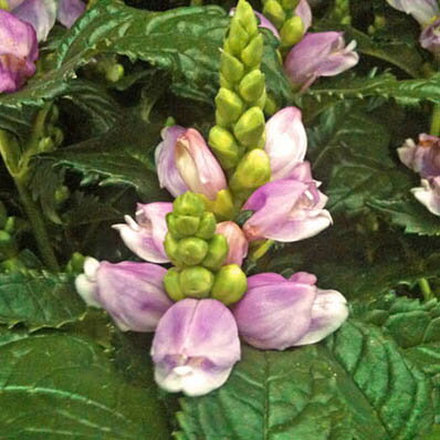 楽天市場 スピードリオン 花苗 花芽付 毎年楽しめる丈夫な宿根草 Perennial Plant 販売 通販 種類 母の日 花 ガーデニング岐阜緑園