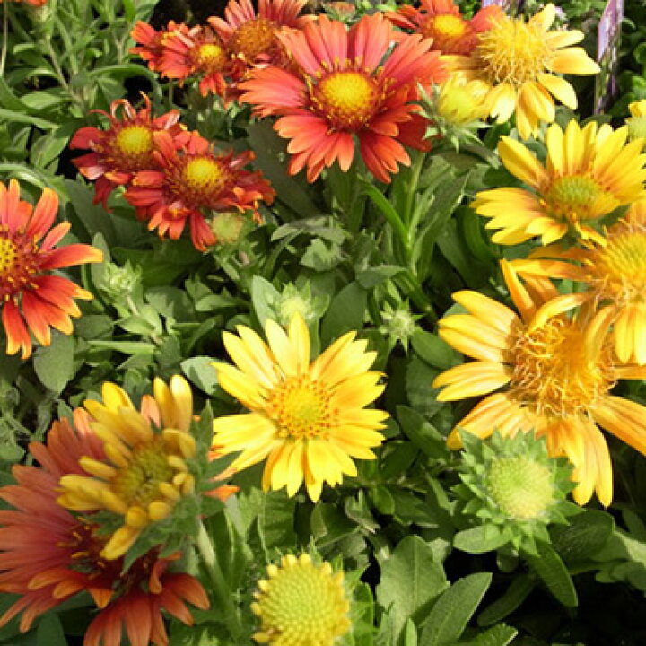 楽天市場 ガイラルディア2株セット 花苗 多年草 鮮やかな黄色系の花 Flower Seedling 販売 通販 種類 母の日 花 ガーデニング岐阜緑園