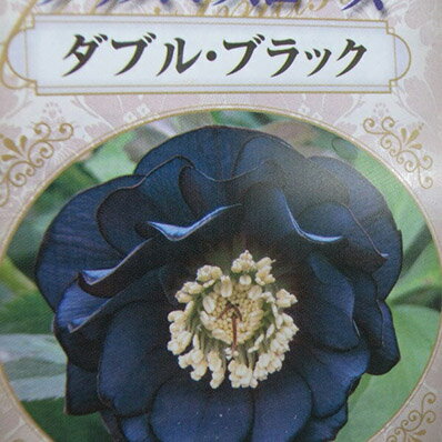 楽天市場 杉山交配 クリスマスローズ ダブル ブラック 花苗 クリスマスローズダブル Christmas Rose Double Black 販売 通販 種類 母の日 花 ガーデニング岐阜緑園