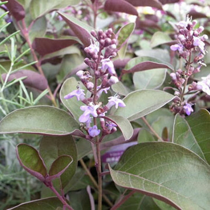 楽天市場 西洋ニンジンボク プルプレア パープルリーフが魅力 花苗 販売 通販 種類 母の日 花 ガーデニング岐阜緑園