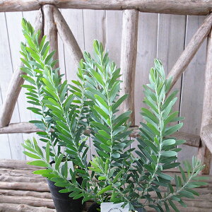 AJVA u[ubV c Vo[u[̗tF͂ŃV{c[ɍœK Ώ ̔ ʔ 