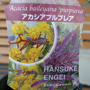 AJVA vvA c Ṽp[v͂ŃV{c[ɍœK Ώ ̔ ʔ  CG[ F