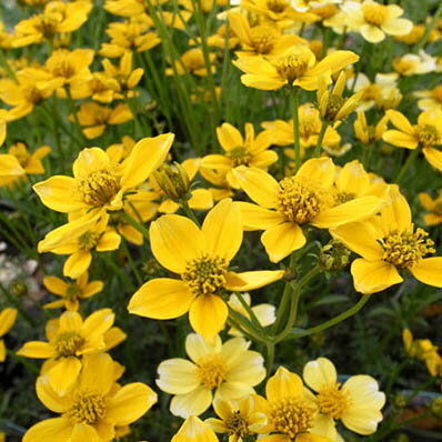 楽天市場 ウインターコスモス ゴールドラッシュ 花芽付 多年草 花苗 販売 通販 種類 母の日 花 ガーデニング岐阜緑園