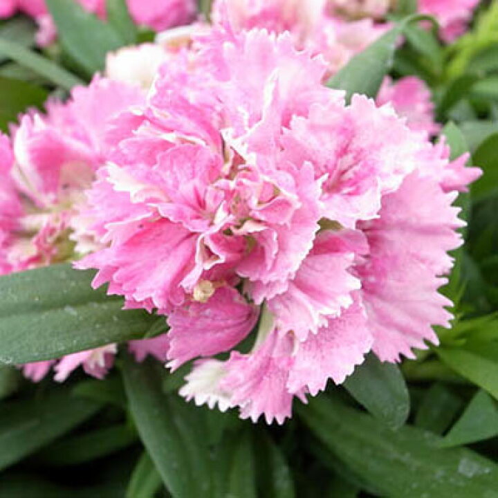 楽天市場 ナデシコ ロリポップ 新種 豪華八重咲きナデシコ 花苗 花芽付 販売 通販 種類 母の日 花 ガーデニング岐阜緑園