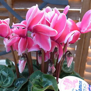 VN t@^WAsN 5TCY A F炫  Mtg v[g ̔ ʔ 