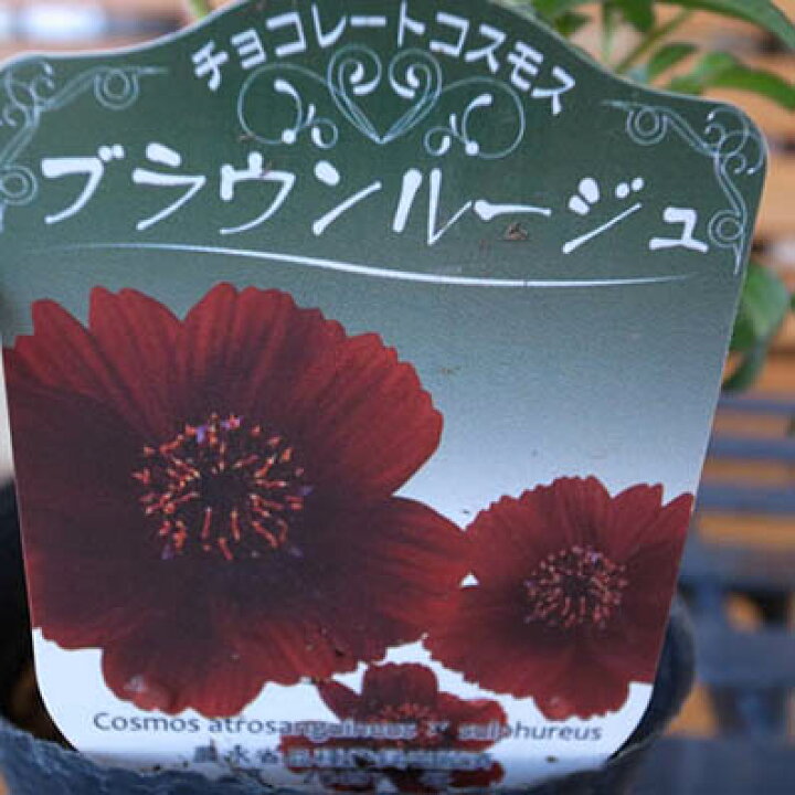 楽天市場 チョコレートコスモス ブラウンルージュ シックな花色が魅力で寄せ植えのワンポイントにコスモス 花苗 販売 通販 種類 母の日 花 ガーデニング岐阜緑園