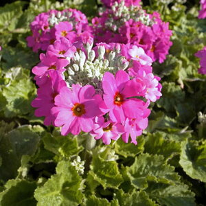 ԉt v}RCfX Ԋy߂ N ̔ ʔ 