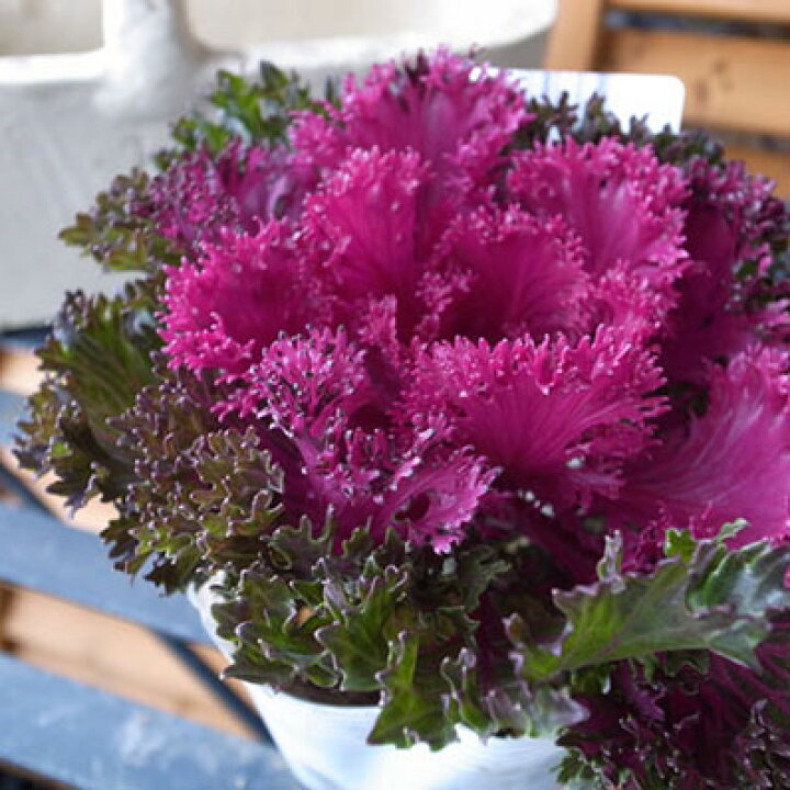 楽天市場 葉牡丹 プラチナ ハボタン グロッシーレッド 光沢ある赤葉が魅力でお正月の寄せ植えに最適 花苗 販売 通販 種類 母の日 花 ガーデニング岐阜緑園