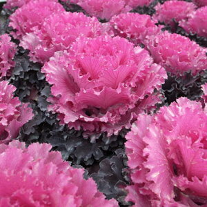 tO n{^ g t@_mG ô悤ȃt͓Iȃn{^ ԕc ̔ ʔ 