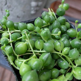 グリーンネックレス 多肉植物 観葉植物 販売 通販 種類 多肉女子