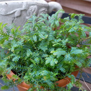 コンテリクラマゴケ レインボーファン 3.5号サイズ 鉢植え コンテリクラマゴケ