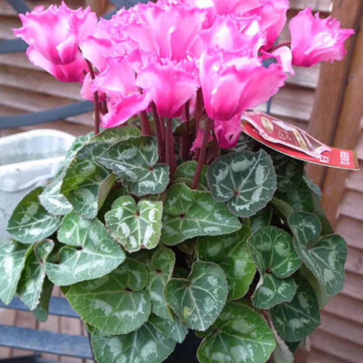 楽天市場 シクラメン ピエノローザ5号サイズ 鉢植え 目の覚めるようなピンクの複色咲が魅力の人気品種 シクラメン鉢花 販売 通販 種類 母の日 花 ガーデニング岐阜緑園