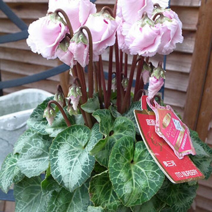 楽天市場 シクラメン カンパーナピンク5号サイズ 鉢植え 淡いピンクのベル咲きが魅力 シクラメン鉢花 販売 通販 種類 母の日 花 ガーデニング岐阜緑園