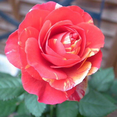 楽天市場 ミニバラ ホーカスポーカス3 5号サイズ 鉢植え ビビッドな複色咲 30cm 鉢花 販売 通販 種類 母の日 花 ガーデニング岐阜緑園