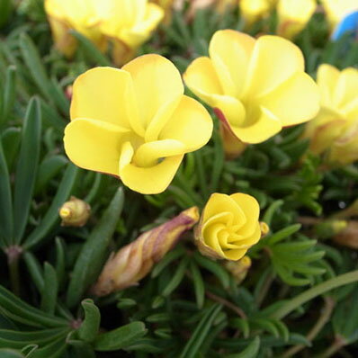 楽天市場 オキザリス ニューイエロー 球根草で毎年楽しめる花 花芽付 販売 通販 種類 母の日 花 ガーデニング岐阜緑園