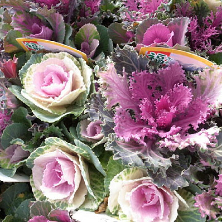 楽天市場 葉牡丹 ハッピー ハボタン福福苗2株セット 色とりどりの葉が魅力でお正月寄せ植えに最適 販売 通販 種類 母の日 花 ガーデニング岐阜緑園