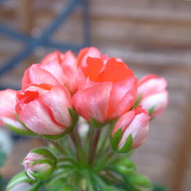 チューリップ ゼラニューム 4号サイズ 鉢植え チューリップのような咲き方をする珍しいゼラニウム 鉢花 販売 通販 種類