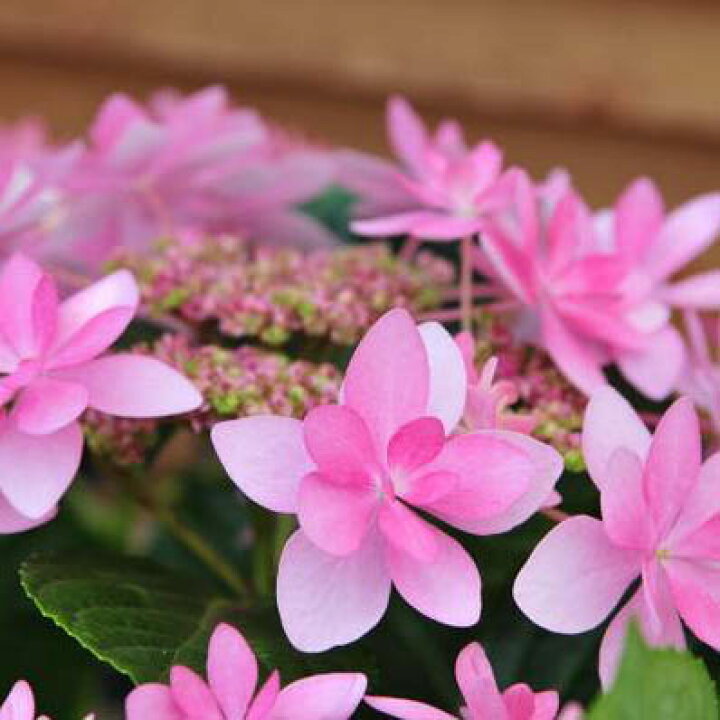 楽天市場 アジサイ ハイドランジア ダンスパーティー 紫陽花 販売 通販 種類 母の日 花 ガーデニング岐阜緑園