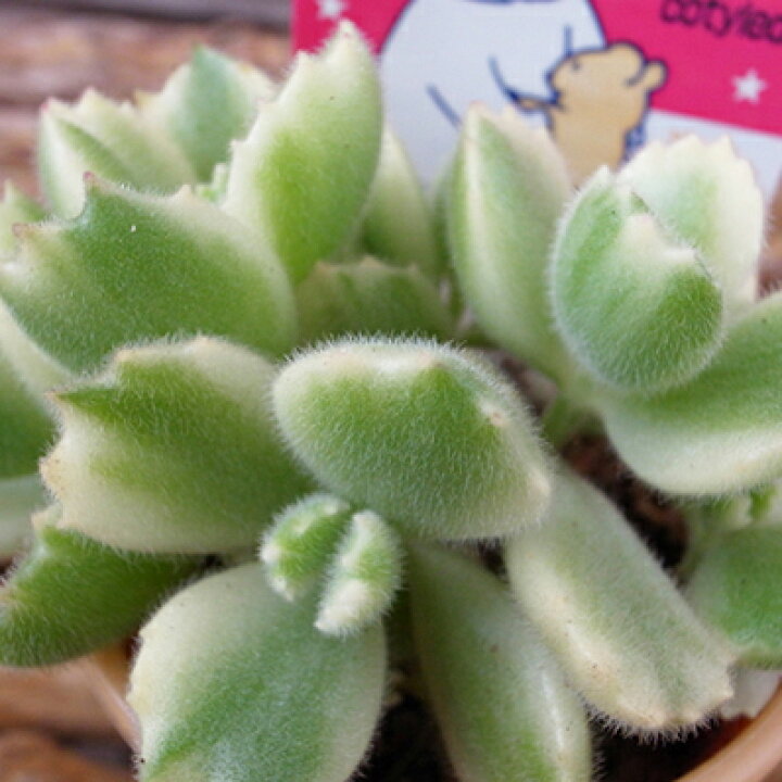 楽天市場 熊童子錦 コグマの手袋 斑入りコチレドン3 5号サイズ 熊童子 バレンタイン プレゼント 可愛い 多肉植物 販売 通販 種類 母の日 花 ガーデニング岐阜緑園