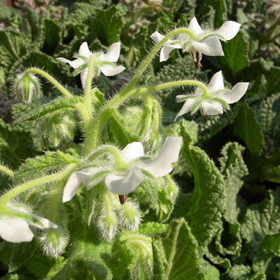 楽天市場 花芽付きボリジ ホワイト大株 白い星型の花 白い毛で覆われた葉 花苗 販売 通販 種類 母の日 花 ガーデニング岐阜緑園