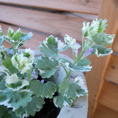 楽天市場 グレコマ バリエガータ 斑入り葉 グランドカバーにも向く植物 販売 通販 種類 母の日 花 ガーデニング岐阜緑園