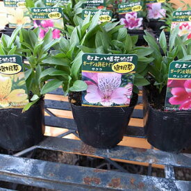 アルストロメリア3株セット 多年草（球根）切り花としても人気 花苗 販売 通販 種類