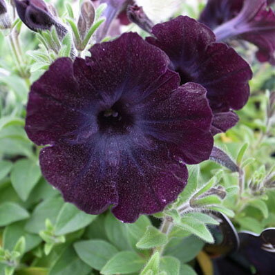 楽天市場 ペチュニア クラシックトリュフ 最新ブラックペチュニア 花芽付 販売 通販 種類 母の日 花 ガーデニング岐阜緑園 楽天市場 ペチュニア クラシックトリュフ 最新ブラックペチュニア 花芽付 販売 通販 種類 母の日 花 ガーデニング岐阜緑園