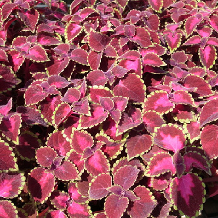 楽天市場 姫コリウス 赤い葉色が魅力 観葉植物 販売 通販 種類 母の日 花 ガーデニング岐阜緑園 楽天市場 姫コリウス 赤い葉色が魅力 観葉植物 販売 通販 種類 母の日 花 ガーデニング岐阜緑園