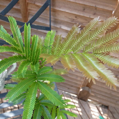 楽天市場 ネムノキ エバーフレッシュ4号サイズ 鉢植え 観葉植物 柔らかなグリーン 昼間葉が開き夜になると葉を閉じる面白い植物 ネムノキ エバーフレッシュ 販売 通販 種類 母の日 花 ガーデニング岐阜緑園