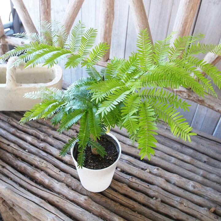 楽天市場】ネムノキ エバーフレッシュ 幹太 4号サイズ 鉢植え 観葉植物 