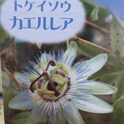楽天市場 時計草 トケイソウ カエルレア ワンランク上のグリーンカーテンにさまざまな花を楽しめる時計草 販売 通販 種類 母の日 花 ガーデニング岐阜緑園