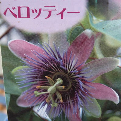 楽天市場 時計草 トケイソウ ベロッティー 花苗 母の日 花 ガーデニング岐阜緑園