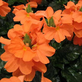 クロサンドラ オレンジ 橙 花苗 色鮮やかなオレンジに濃い緑の照り葉が素敵な花 花芽付き 夏の花 販売 通販 種類