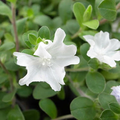 楽天市場 アメリカンホワイト 花苗 白い花のアメリカンブルー 暑い夏のハンギングに最適 花芽付 販売 通販 種類 母の日 花 ガーデニング岐阜緑園