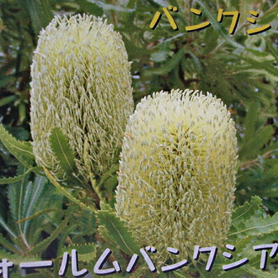 最高のバンクシア 種類 最高の花の画像