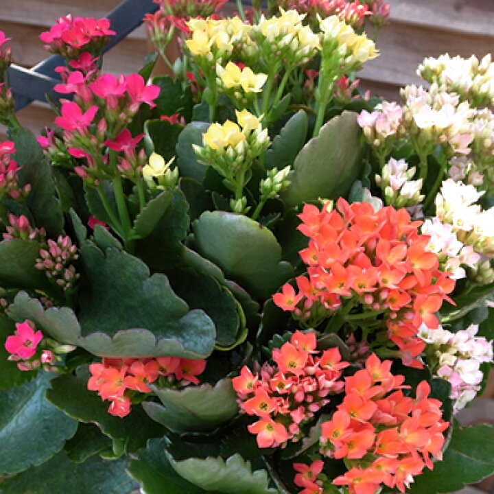 楽天市場 カランコエ ミックス Mix 6号サイズ 多肉植物 カラフルな花 鉢植え 鉢花 販売 通販 種類 母の日 花 ガーデニング岐阜緑園