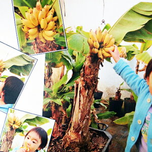 h[t L[oii ʏ̃oiiႭ60cm80cmŌn߂̂ŉƒ؉ɐlC ̔ ʔ 