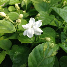 楽天市場 苗物 種類 植物 ジャスミン 開花時期夏 ガーデニング 農業 花 ガーデン Diy の通販