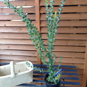 Opt AJVA/c/Op`̗t^͂ŃAJVA̒łRpNgɈi/Vo[[t/[tvc/30cm/̔/ʔ/