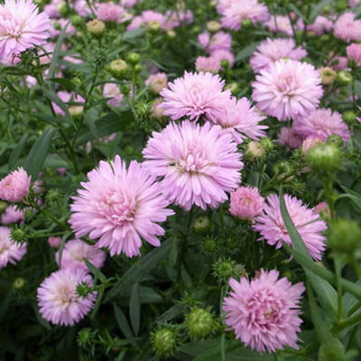 楽天市場 アスター ピンク 毎年楽しめる丈夫な宿根草で切り花にも最適 花芽付 花苗 販売 通販 種類 母の日 花 ガーデニング岐阜緑園 楽天市場 アスター ピンク 毎年楽しめる丈夫な宿根草で切り花にも最適 花芽付 花苗 販売 通販 種類 母の日 花 ガーデニング岐阜緑園