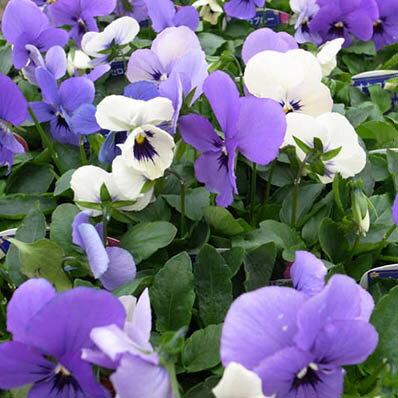 楽天市場 パンジー オセロブルー3株セット パンジー 苗 ホワイトからブルーに花色を変えるパンジー 花苗 販売 通販 種類 母の日 花 ガーデニング岐阜緑園