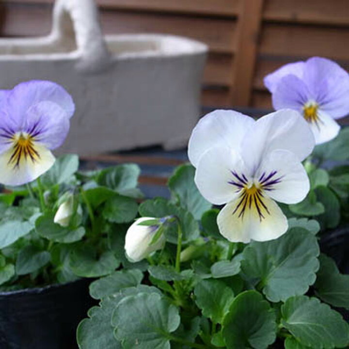 楽天市場 ビオラプラス ひとつぶの涙3株セット ホワイトから水色に花色を変えるビオラ ビオラ苗 花苗 販売 通販 種類 母の日 花 ガーデニング岐阜緑園