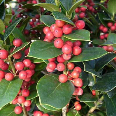 楽天市場 実付クリスマスホーリー 濃い緑の葉と赤い実とのコントラストが美しい植物 販売 通販 種類 母の日 花 ガーデニング岐阜緑園