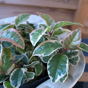  uREW ₩Ȕt񂹐AɐlC̐A Ώ ̔ ʔ 