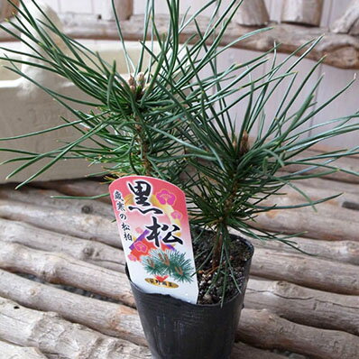 楽天市場 黒松 ミニクロマツ お正月の寄せ植えに欠かせない松 販売 通販 種類 母の日 花 ガーデニング岐阜緑園