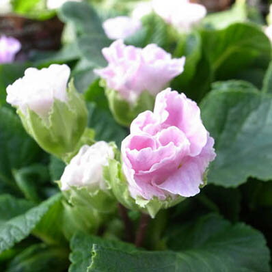 楽天市場 プレミアムバラ咲きジュリアン ブルーベリーのムース 花苗 サクラソウ科 多年草 販売 通販 種類 母の日 花 ガーデニング岐阜緑園