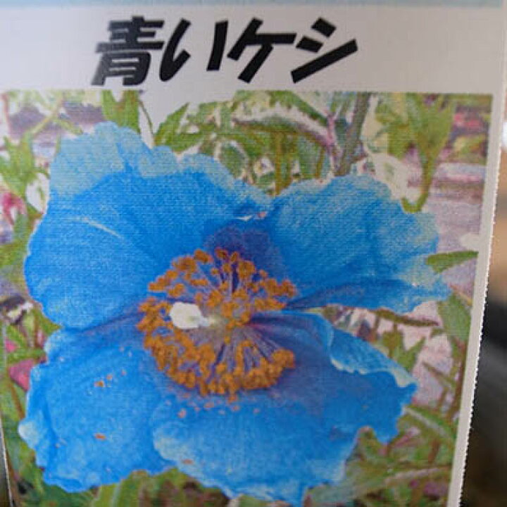 楽天市場 ヒマラヤの青いケシ 5号サイズ 鉢植え メコノプシスベトニキフォリア 販売 通販 種類 母の日 花 ガーデニング岐阜緑園
