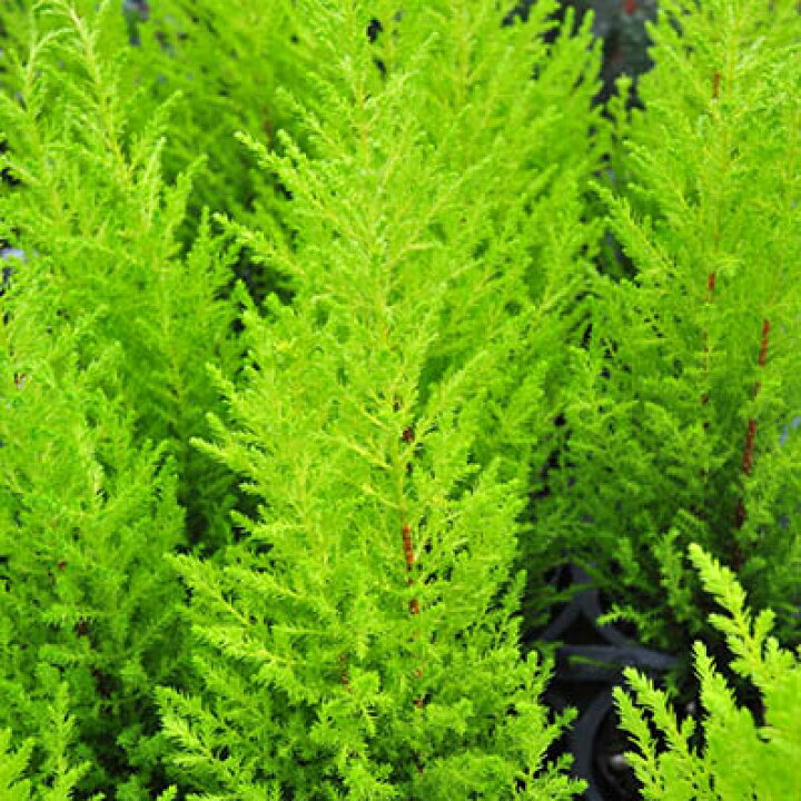 楽天市場 ゴールドクレスト 観葉植物 ヒノキ科 常緑高木 販売 通販 種類 母の日 花 ガーデニング岐阜緑園