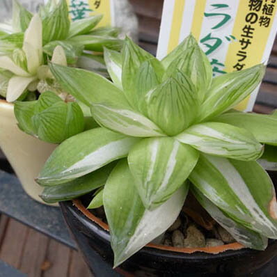 楽天市場 美サラダ菜 ハオルチア3号サイズ 食べられる多肉植物 販売 通販 種類 母の日 花 ガーデニング岐阜緑園