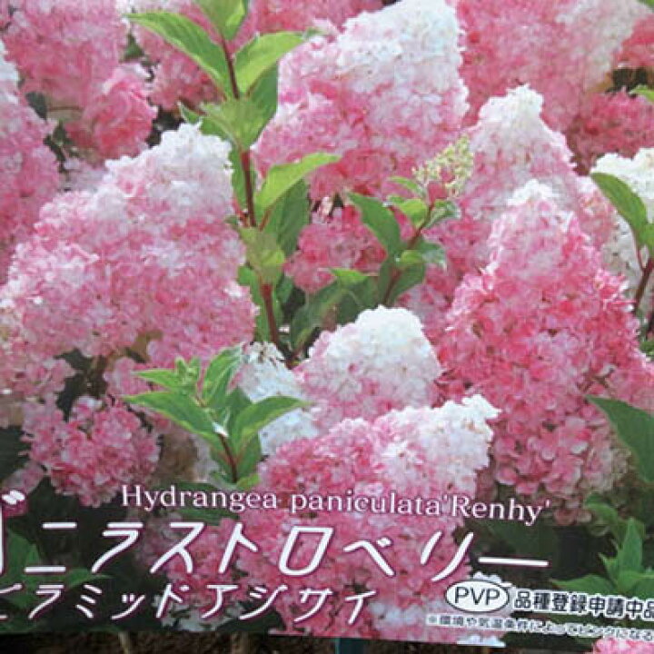 楽天市場 紫陽花 ピラミッドアジサイ バニラストロベリー6号サイズ あじさい鉢植え 販売 通販 種類 母の日 花 ガーデニング岐阜緑園